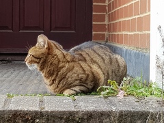 Thug Cat part 2. What, has this thing appeared again tonight?