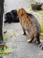 Thug Cat part 2. What, has this thing appeared again tonight?