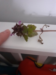 Plant ID please