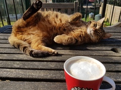 Thug Cat part 2. What, has this thing appeared again tonight?