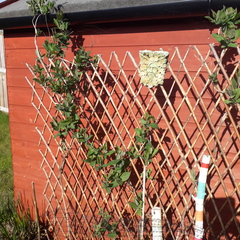 Would you recommend pruning these?...