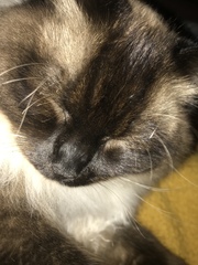 Please could you all post photos of your cats and dogs?