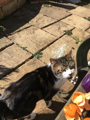 Please could you all post photos of your cats and dogs?