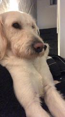 To want to show you my beautiful doggo
