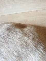 Do I need to worry about my dog's back?