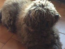 What are your pets up to today?