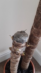Is my Yucca plant dying?