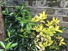 What is this plant?