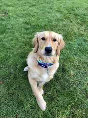 Please could you all post photos of your cats and dogs?