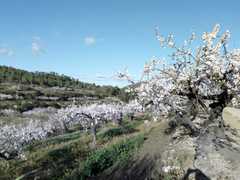 Coved-19 spain