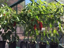 Easy veg to grow?