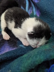 Pregnant cat