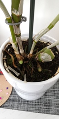 Indoor plant--name it?