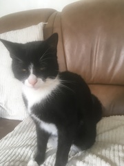 Please could you all post photos of your cats and dogs?