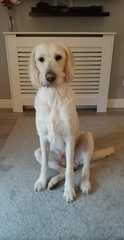 To want to show you my beautiful doggo