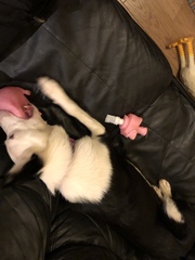 Photos of your dogs to cheer us all up!