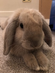 The 'Positive Mental Health' Corona virus thread Part III