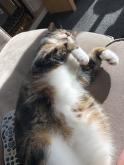 What is your cat called?