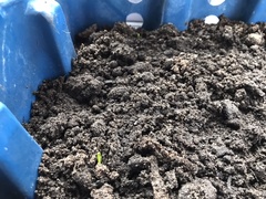 The 'Positive Mental Health' Corona virus thread Part II