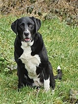 To want to show you my beautiful doggo