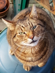 Thug Cat part 2. What, has this thing appeared again tonight?