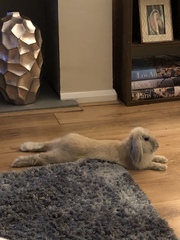 The 'Positive Mental Health' Corona virus thread Part III