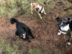 Photos of your dogs to cheer us all up!