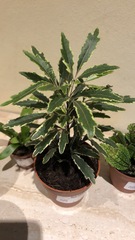 Can anyone help me identify these house plants?