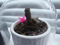 Thread for really fucking ugly houseplants