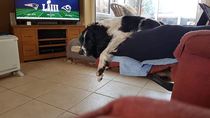 To want to show you my beautiful doggo