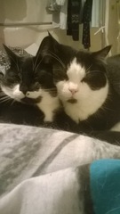 White cats - can I please see yours
