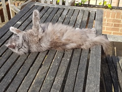 Thug Cat part 2. What, has this thing appeared again tonight?