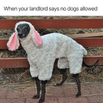 The hopefully amusing pics/memes thread