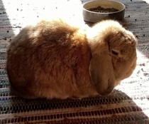 What are your pets up to today?