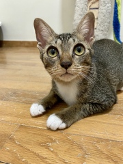 Can you help me name my new rescue?