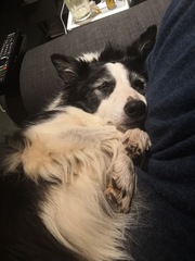 To want to show you my beautiful doggo