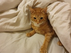 Please could you all post photos of your cats and dogs?