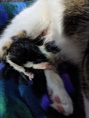 Pregnant cat