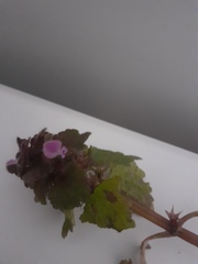 Plant ID please