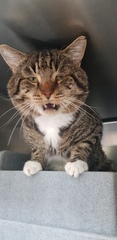 How can I cheer up my cat?