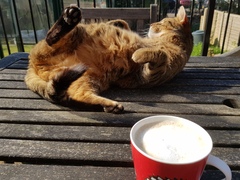 Thug Cat part 2. What, has this thing appeared again tonight?