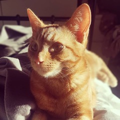 What is your cat called?