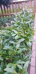 Transferring laurel trees to another part of garden - have I left it too late?