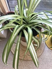 Help - unhappy spider plant