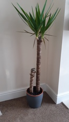 Is my Yucca plant dying?
