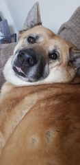Photos of your dogs to cheer us all up!