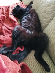 Please could you all post photos of your cats and dogs?