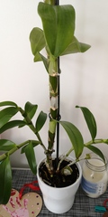 Indoor plant--name it?
