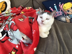 Show your cat photos
