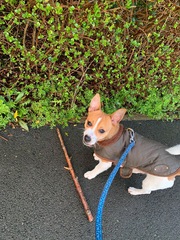 To want to show you my beautiful doggo